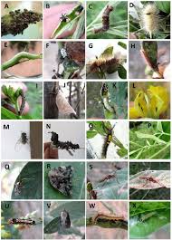 Attēlu rezultāti vaicājumam “Apion sp.”