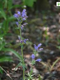Attēlu rezultāti vaicājumam “Dracocephalum ruyschiana leaf”
