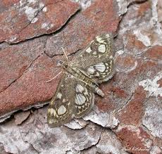 Attēlu rezultāti vaicājumam “Anania stachydalis”