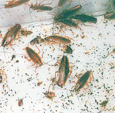 Image result for insect poop