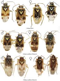 Attēlu rezultāti vaicājumam “Orthops campestris”