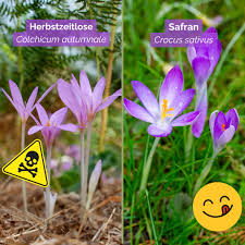 Image result for Herbstzeitlose