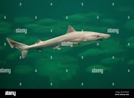 Image result for Galeorhinus galeus