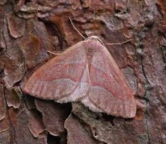 Attēlu rezultāti vaicājumam “Hylaea fasciaria”