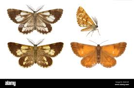 Attēlu rezultāti vaicājumam “Bupalus piniaria male”