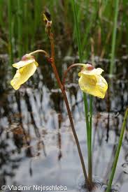 Attēlu rezultāti vaicājumam “Utricularia minor bud”