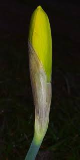 Attēlu rezultāti vaicājumam “Narcissus bud”