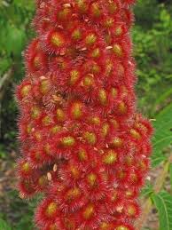 Attēlu rezultāti vaicājumam “Rhus typhina flower”