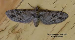 Attēlu rezultāti vaicājumam “Eupithecia exiguata”