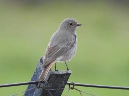 Attēlu rezultāti vaicājumam “Phoenicurus ochruros female”