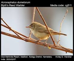 Attēlu rezultāti vaicājumam “Acrocephalus dumetorum”