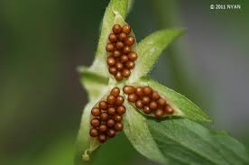 Attēlu rezultāti vaicājumam “Viola arvensis bud”