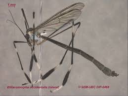 Attēlu rezultāti vaicājumam “Ptychoptera sp. female”