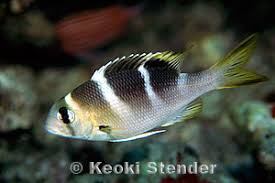 Image result for Monotaxis grandoculis