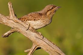 Attēlu rezultāti vaicājumam “Jynx torquilla”