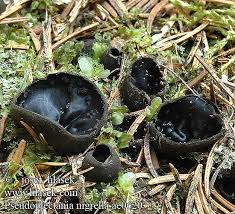 Attēlu rezultāti vaicājumam “Pseudoplectania nigrella”