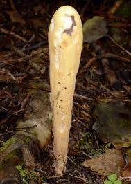 Attēlu rezultāti vaicājumam “Clavariadelphus pistillaris”