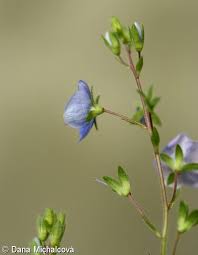 Attēlu rezultāti vaicājumam “Veronica chamaedrys bud”