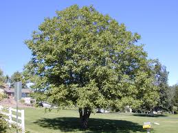 Attēlu rezultāti vaicājumam “Juglans regia”