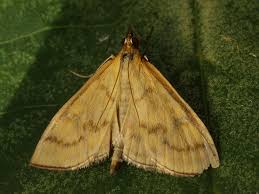 Attēlu rezultāti vaicājumam “Mecyna flavalis”