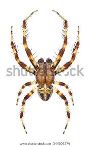 Attēlu rezultāti vaicājumam “Araneus quadratus male”