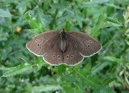 Attēlu rezultāti vaicājumam “Aphantopus hyperantus underside”