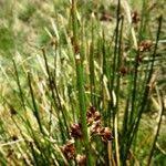 Attēlu rezultāti vaicājumam “Juncus conglomeratus fruit”