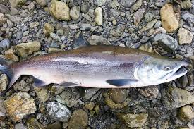 Image result for Oncorhynchus nerka