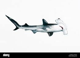 Image result for Sphyrna lewini