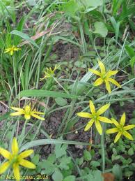 Attēlu rezultāti vaicājumam “Gagea pratensis”