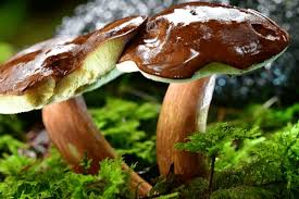 Attēlu rezultāti vaicājumam “Boletales”