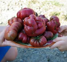 Afbeeldingsresultaat voor purple calabash tomato