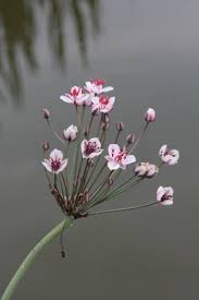 Attēlu rezultāti vaicājumam “Butomaceae”