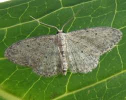 Attēlu rezultāti vaicājumam “Idaea seriata”