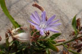 Attēlu rezultāti vaicājumam “Lactuca tatarica flower”