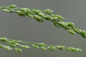 Attēlu rezultāti vaicājumam “Glyceria striata leaf”