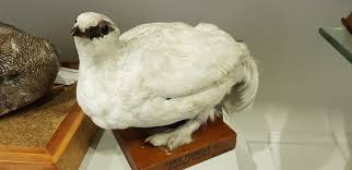 Image result for Lagopus muta