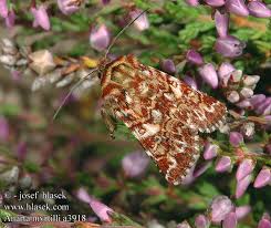 Attēlu rezultāti vaicājumam “Anarta myrtilli”