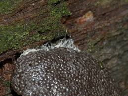 Attēlu rezultāti vaicājumam “Tubifera magna”