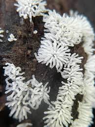 Attēlu rezultāti vaicājumam “Ceratiomyxa fruticulosa”