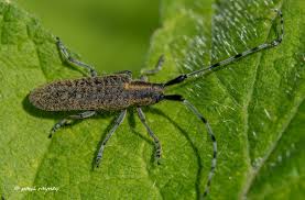 Attēlu rezultāti vaicājumam “Agapanthia villosoviridescens”