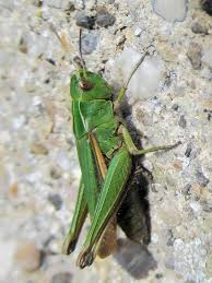 Attēlu rezultāti vaicājumam “Omocestus viridulus”