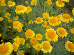 Image result for Anthemis tinctoria