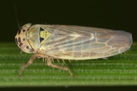 Attēlu rezultāti vaicājumam “Macrosteles sp. nymph”