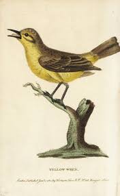 Attēlu rezultāti vaicājumam “Phylloscopus trochilus”