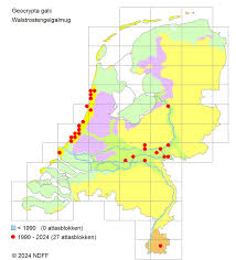 Attēlu rezultāti vaicājumam “Geocrypta galii”