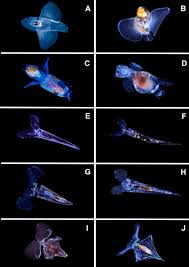 Attēlu rezultāti vaicājumam “Pteropsida”