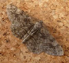 Attēlu rezultāti vaicājumam “Alcis repandata”