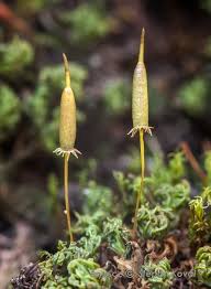 Attēlu rezultāti vaicājumam “Eurhynchiastrum pulchellum macro”