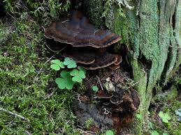 Attēlu rezultāti vaicājumam “Ischnoderma benzoinum”